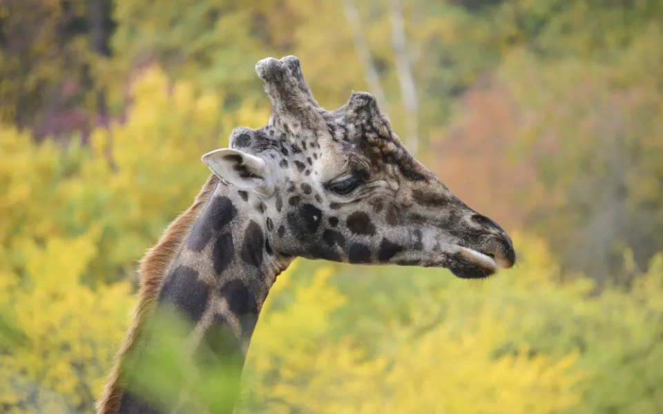 Zoo Jihlava přišla o žifarího samce Zuberiho. Trpěl neustálými bolestmi a měl problémy s pohybem