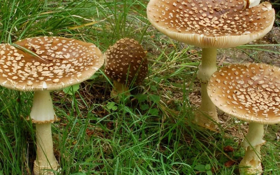 Výstava v havlíčkobrodském muzeu ukazuje 300 druhů hub, v lesích teď rostou