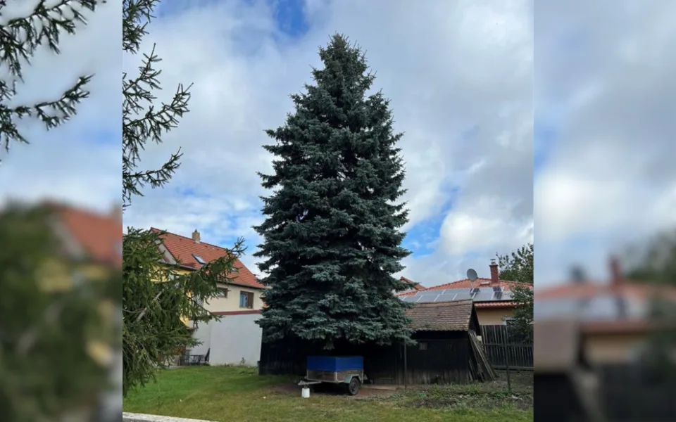 Jihlava našla svůj vánoční strom, letos to bude dvanáctimetrový smrk z Telče