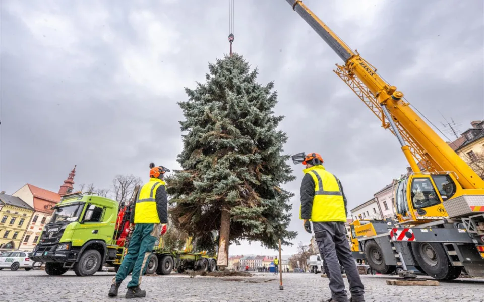 Masarykovo náměstí už zdobí vánoční strom. Dvanáctimetrový smrk dorazil z Telče