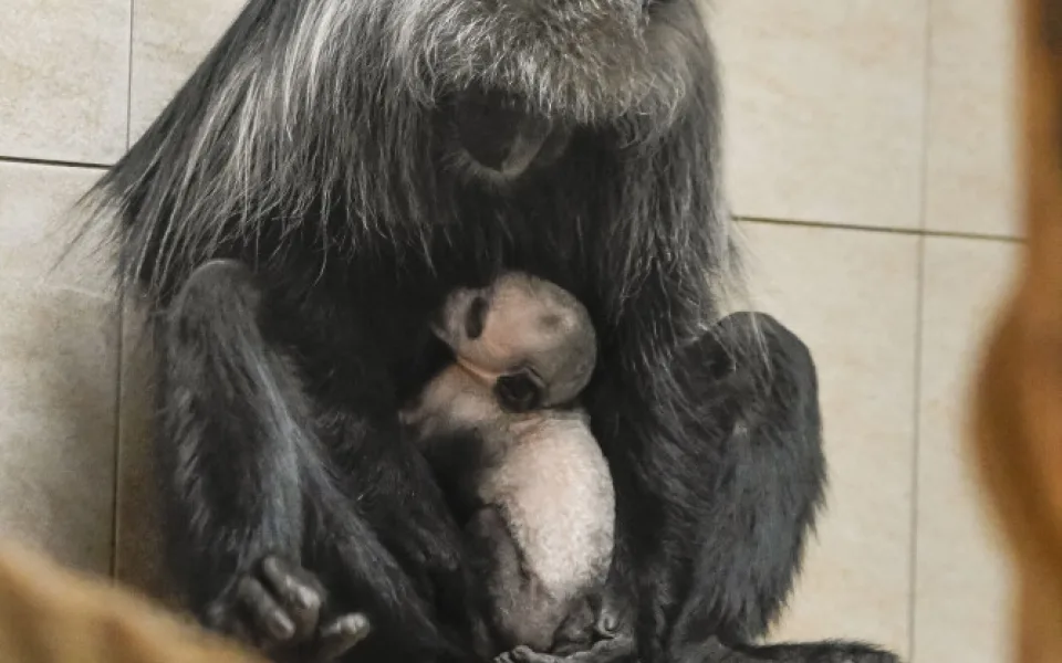 Guarézy běloramenné v jihlavské zoo mají sněhobílé mládě