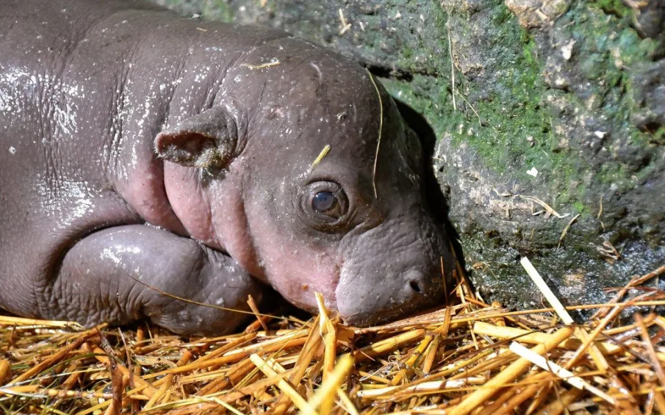 Adventní radost v jihlavské zoo. Na svět tam přišla samička vzácného hrocha liberijského