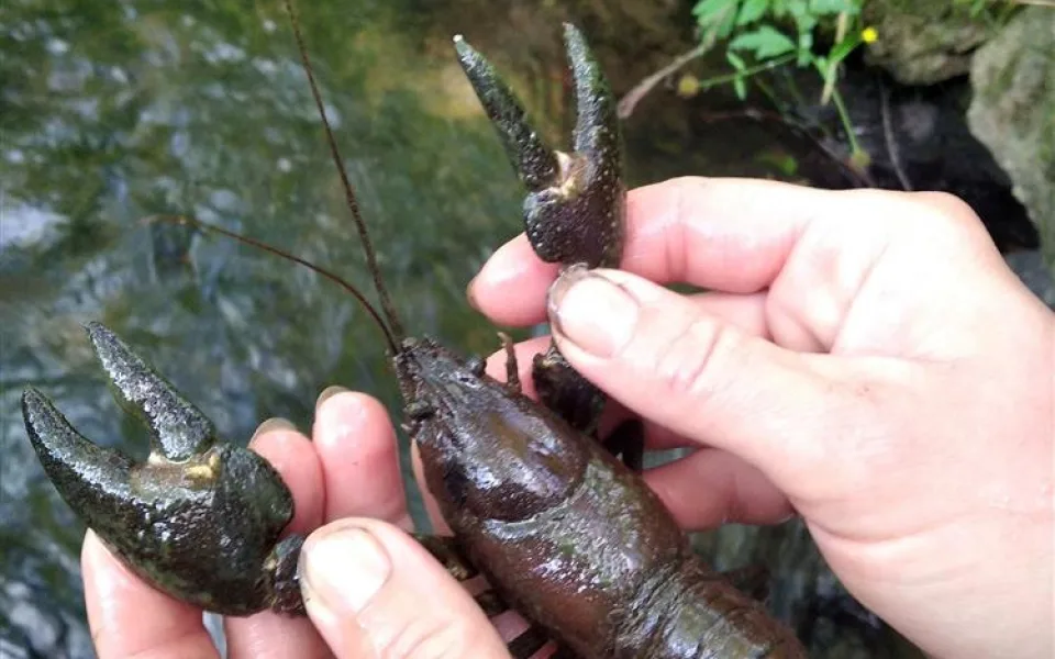 Raků říčních je stále méně, veřejnost by měla informovat o výskytu nepůvodních druhů. Foto: Se svolením Kraje Vysočina