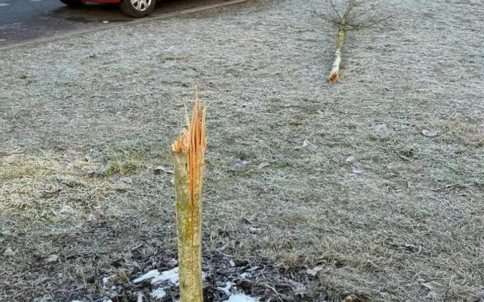 Vandalismus ve Žďáru nad Sázavou. Někdo zde záměrně ničí stromy, do případu už se vložila policie