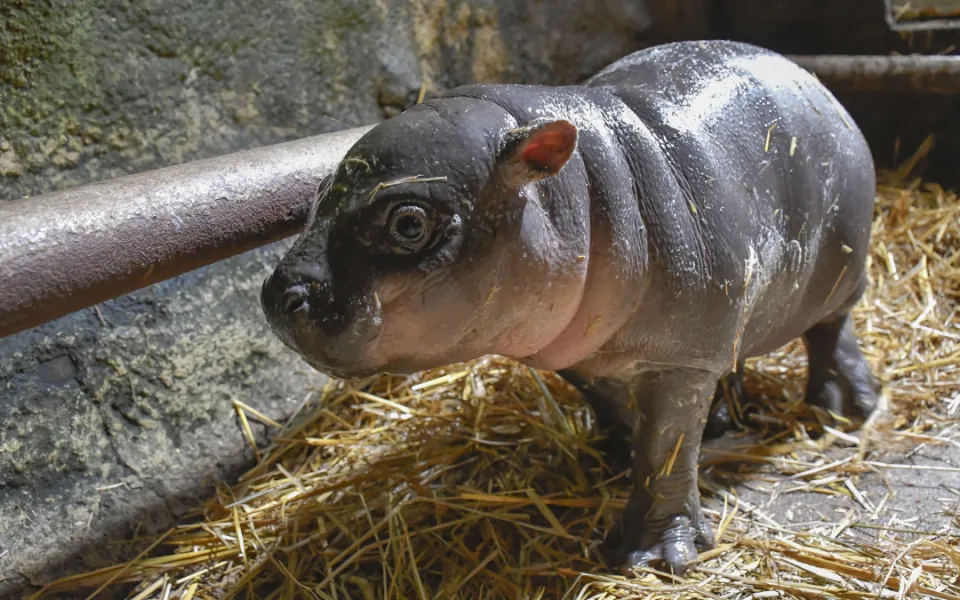 Třicet kilo radosti. Hrošice v jihlavské zoo roste jako z vody, už ochutnává seno a granule