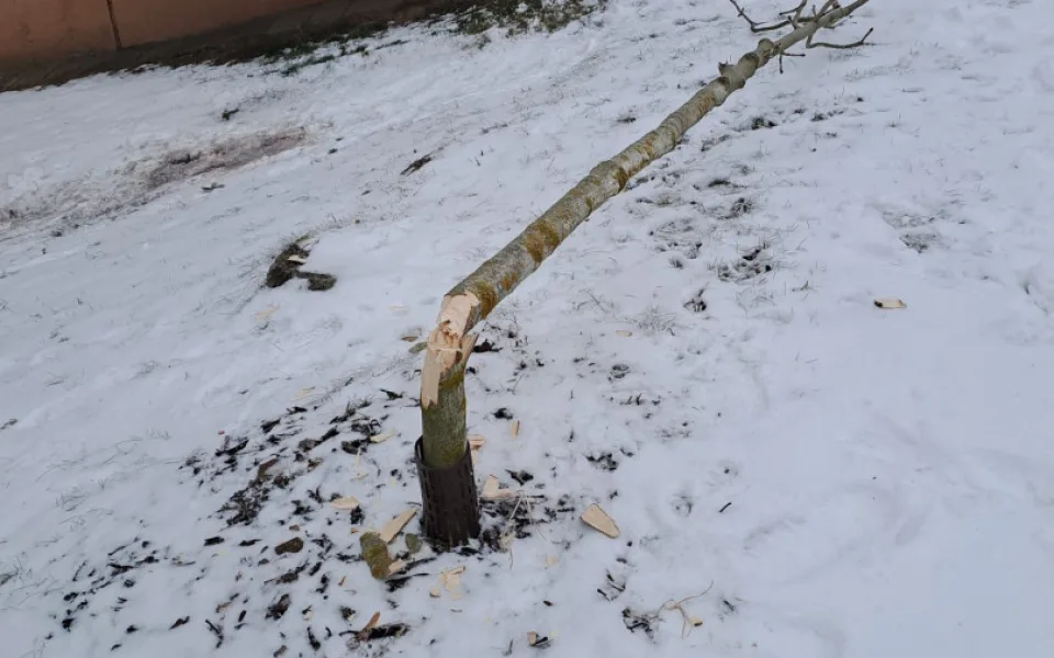 Nově poničený strom v Barákově ulici 