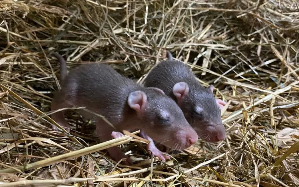 Mláďata křečků velkých. Foto: Se svolením Zoologické zahrady Jihlava