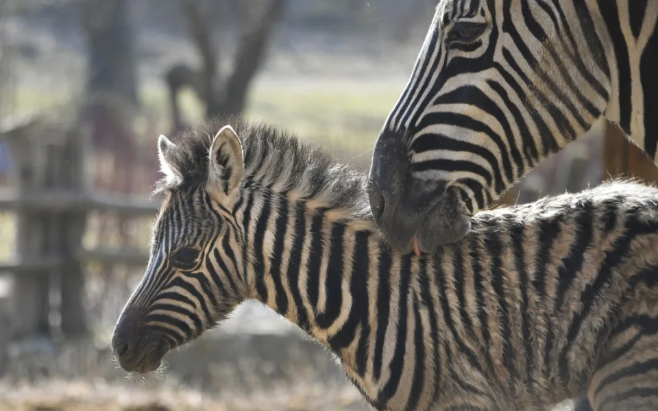 Mládě zebry Burchellovy. Foto: Se svolením Zoologické zahrady Jihlava