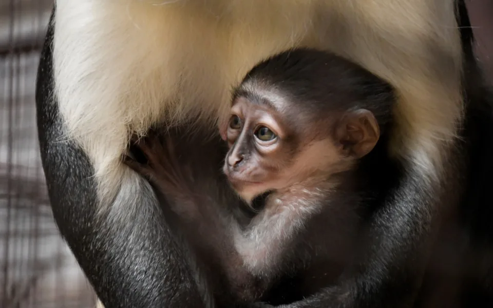 Jihlavská zoo má mládě kriticky ohroženého kočkodana. Jeho matka dostává čaj na podporu kojení