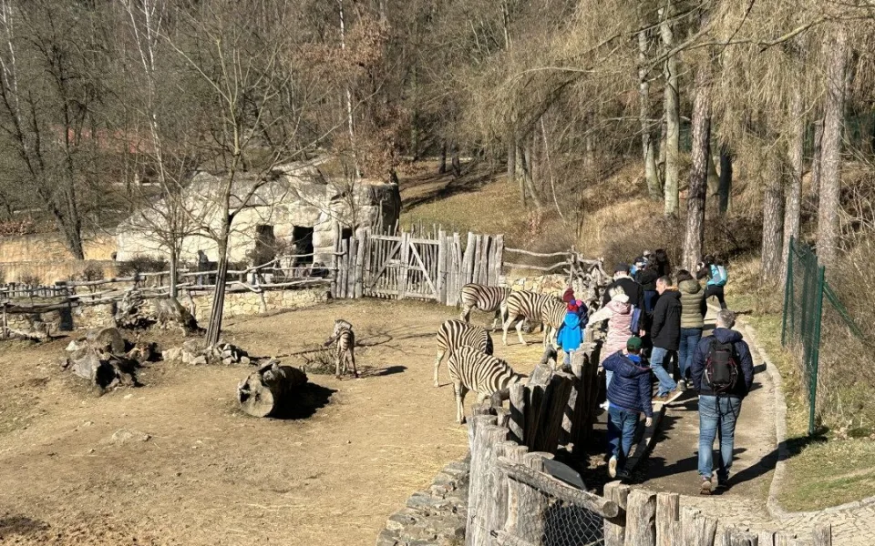 VIDEO: Konec prázdnin v Zoo Jihlava. Snové počasí, davy návštěvníků a nahřáté zvířecí kožíšky