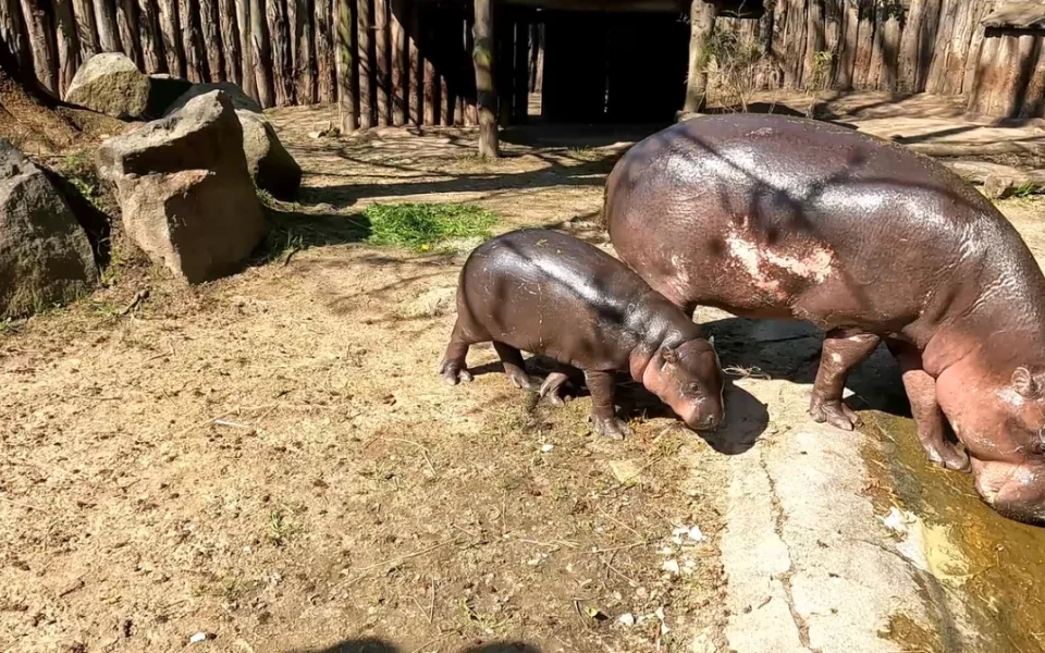 Mládě hrošíka liberijského začíná chodit ven, návštěvníci ho tam mohou spatřit. Foto: Se svolením Zoo Jihlava