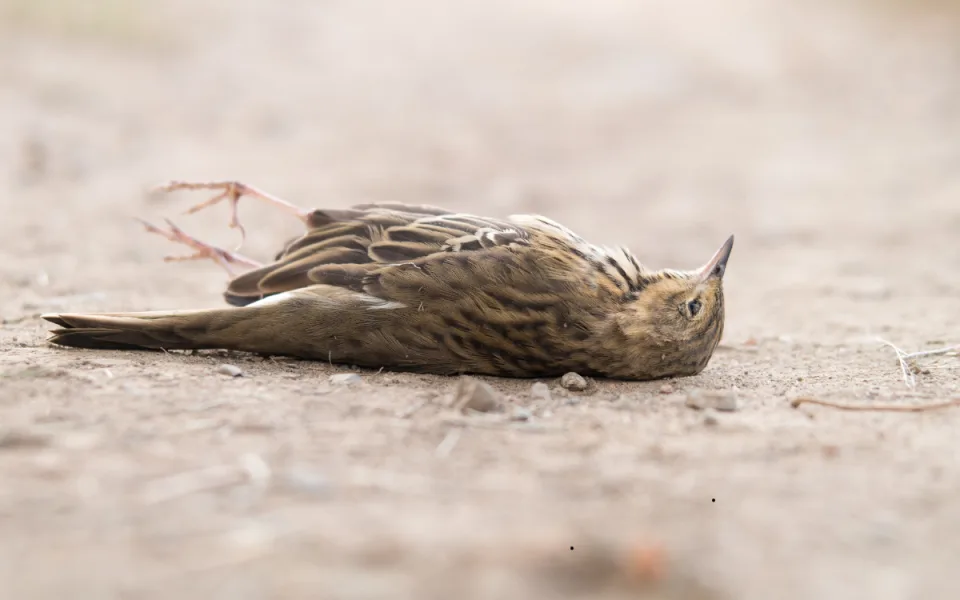 Pozor na ptačí chřipku. Hlaste nemocné a uhynulé ptáky, nabádají hygienici