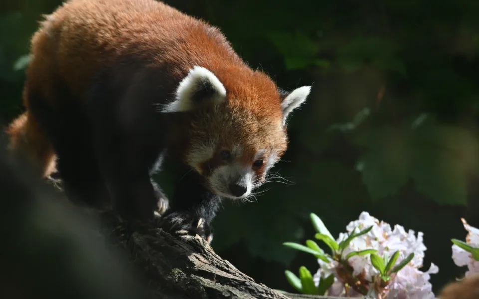 FOTO: Vstup za korunu, nebo komentovaná krmení zvířat. Prázdniny lákají do zoo. Foto: Marie Buláková