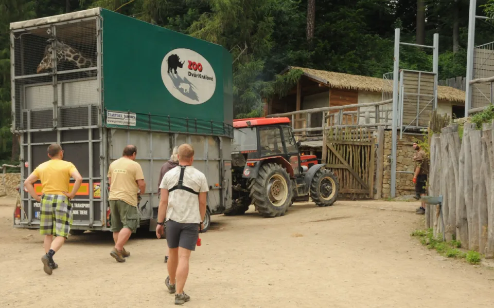 Jihlavská zoo je bez žiraf. Čeká na příjezd samců z jiných zoologických zahrad. Foto: Se svolením Zoo Jihlava
