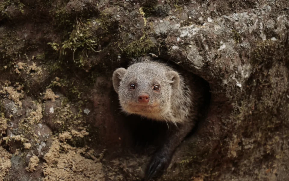 Mangusta žíhaná, staronový obyvatel Zoo Jihlava. Foto: Se svolením Zoo Jihlava
