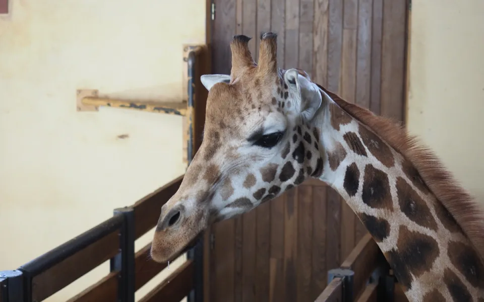 VIDEO: Zoo Jihlava nebyla bez žiraf dlouho. Přijel sedmiletý samec žirafy núbijské. Foto: Se svolením Zoo Jihlava