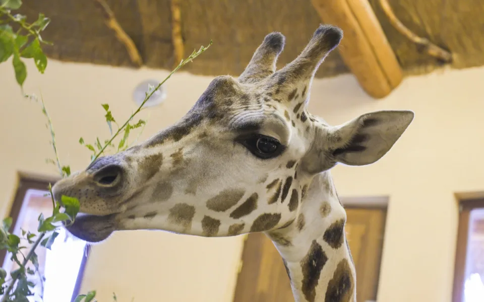 Do jihlavské zoologické zahrady přijely tři žirafy. Cestovaly v předklonu. Foto: Se svolením Zoo Jihlava
