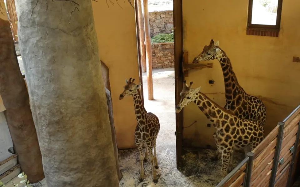 Žirafí samci se seznamují. Zoo Jihlava prosí návštěvníky o trpělivost