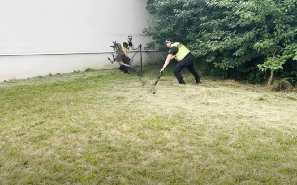 VIDEO: Klokana odchytili v ulicích Třebíče. Z jihlavského útulku už je zpět doma. Foto: Se svolením MP Třebíč
