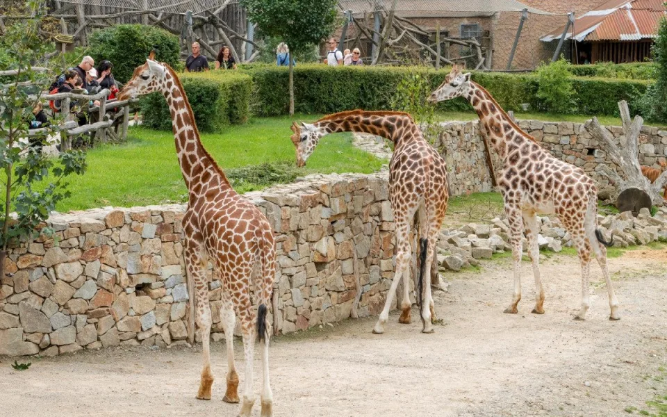Ven pomalými krůčky. Žirafí samci v Zoo Jihlava už se ukazují lidem