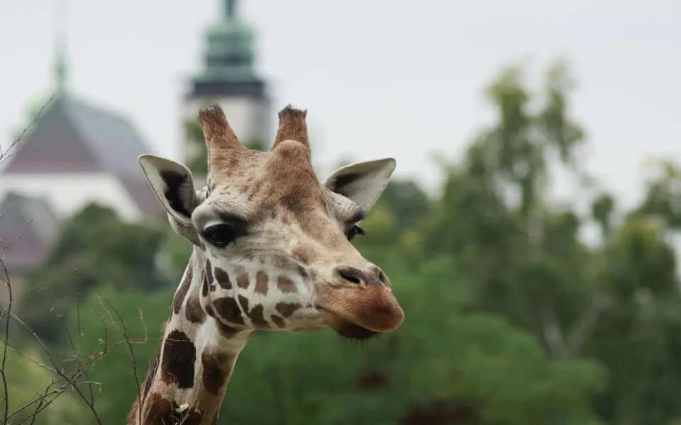 Objevte Zoo Jihlava jako nikdy dřív, a to s novou aplikací