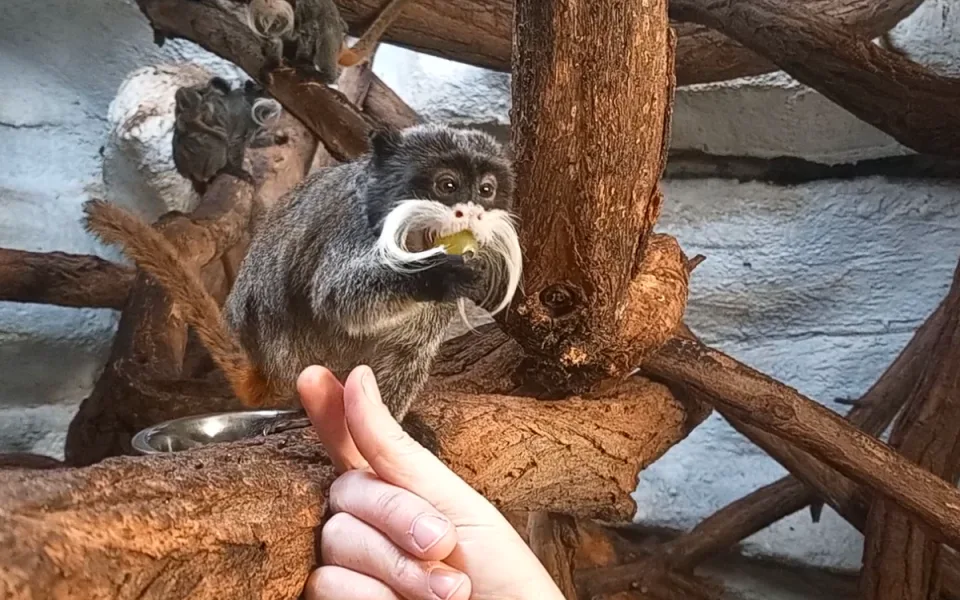 VIDEO: Drápkaté opičky si pochutnaly na hroznovém vínu. Nakrmit je může kdokoliv
