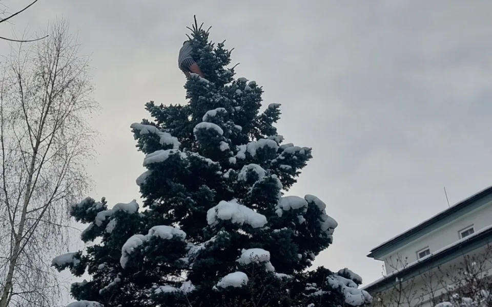 Muž se kolem půlnoci svlékl a vylezl na strom v centru Jihlavy. Pomoci se bránil. Foto: Se svolením Policie ČR