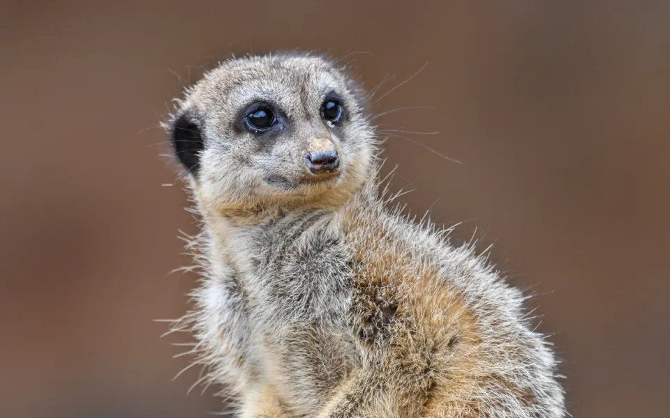 FOTO: Návštěvnost zoo v Jihlavě zřejmě překoná loňský rok, rekord však asi nepadne. Foto: Marie Buláková