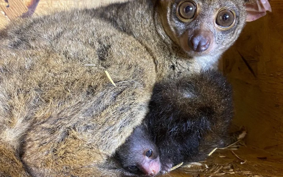 Novoroční radost z mláďat v Zoo Jihlava. Živo je u lenochodů i komb