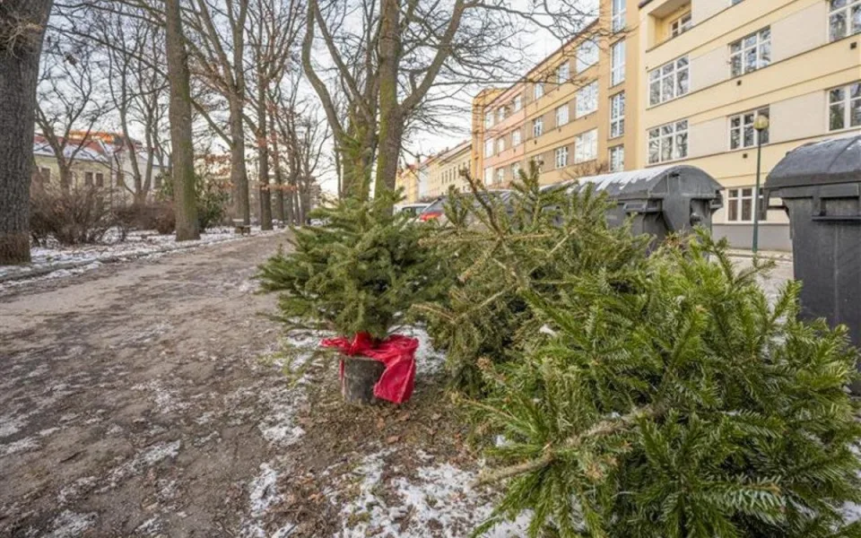 Z ulic Jihlavy mizí vyhozené vánoční stromky. Je důležité, aby byly dobře odstrojené