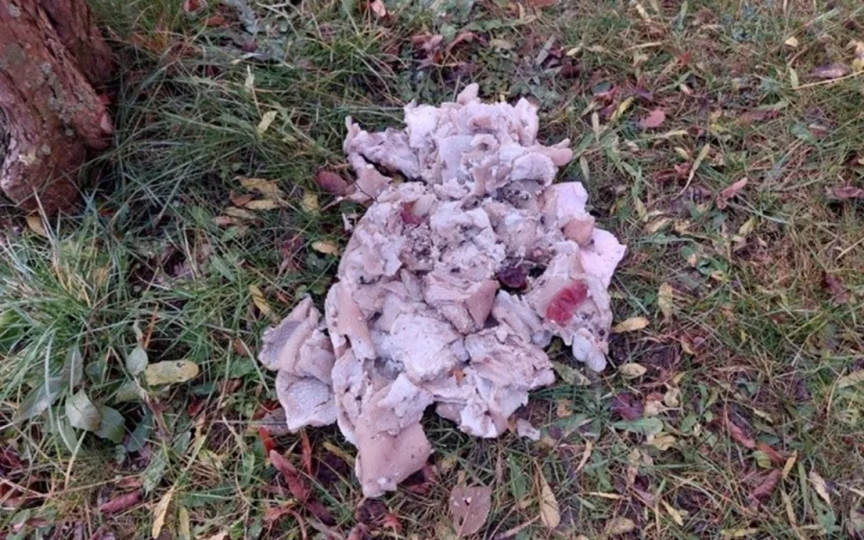 Bizarní případ: Na sídlišti v Havlíčkově Brodě někdo vyhazuje vařené maso. Foto: Poskytla MP Havlíčkův Brod