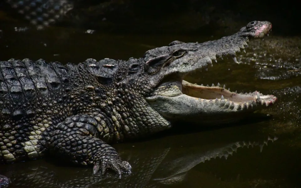 Krokodýl siamský, vzácná krokodýlí láska. Foto: Zoo Jihlava