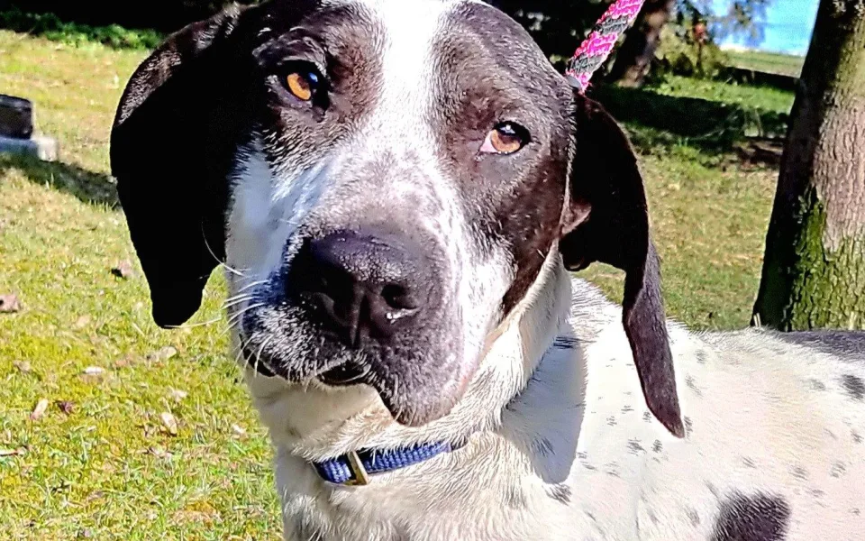 Roční pejsek Cuba je plný energie. Nejlíp mu bude v aktivní rodině