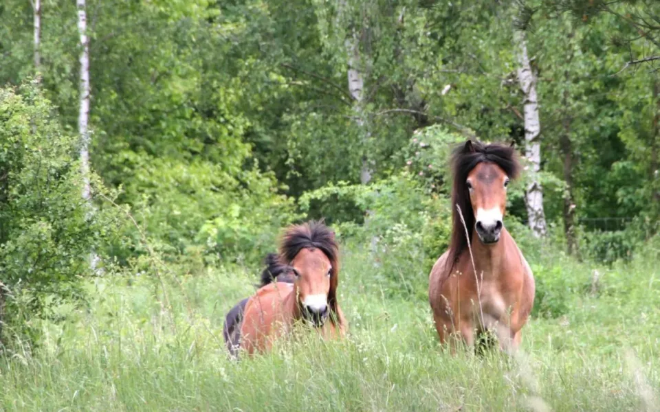 Ilustrační foto. Foto: Česká krajina