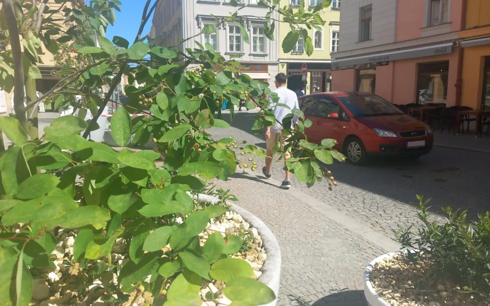 ANKETA: Nepříliš vysoké stromy a hnízda laviček oživují ulice v centru Jihlavy