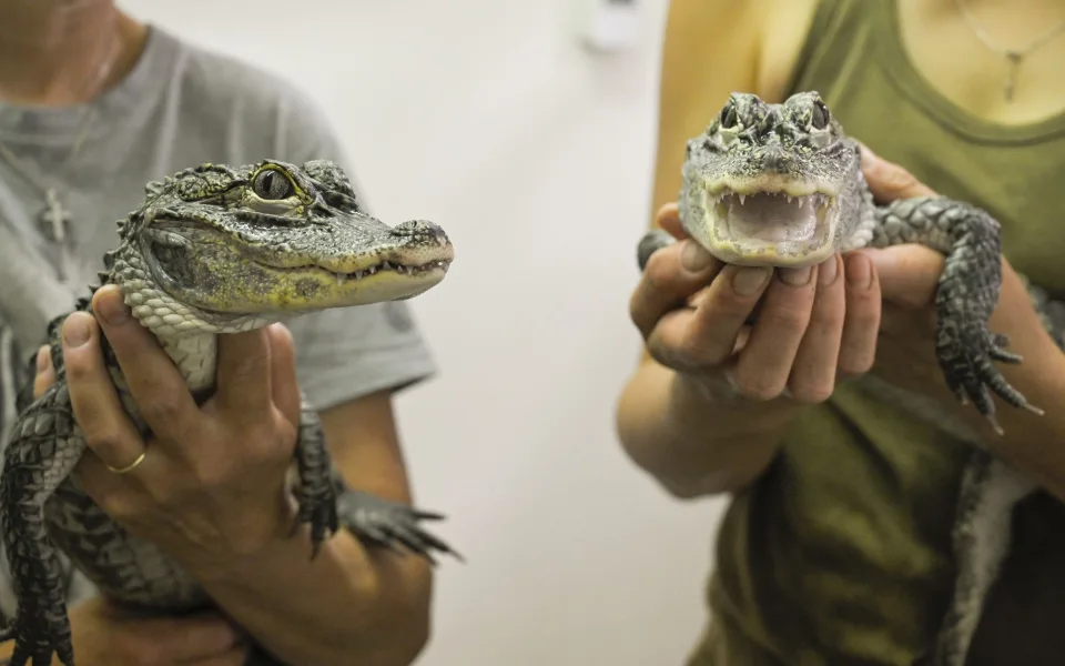VIDEO: Jihlavská zoo předala do Polska dva ze tří odchovaných aligátorů čínských