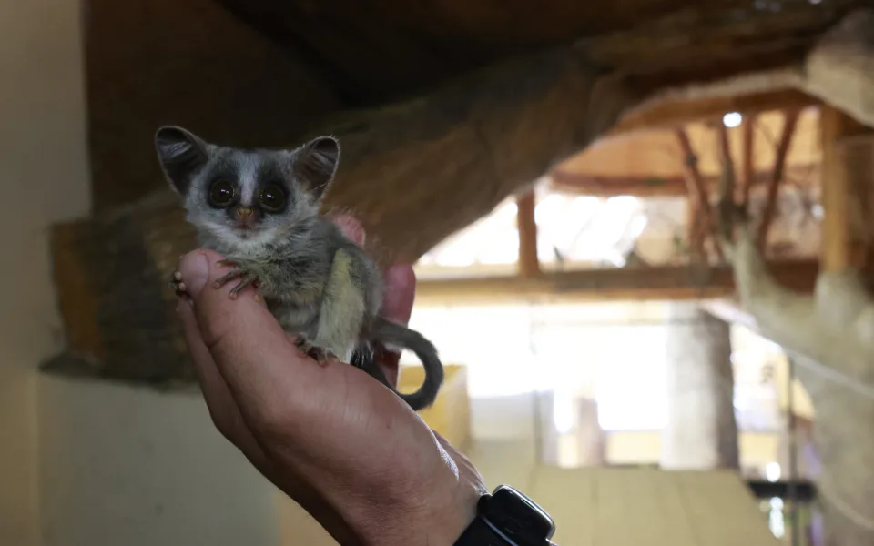 Komba jižní. Foto: Zoo Jihlava
