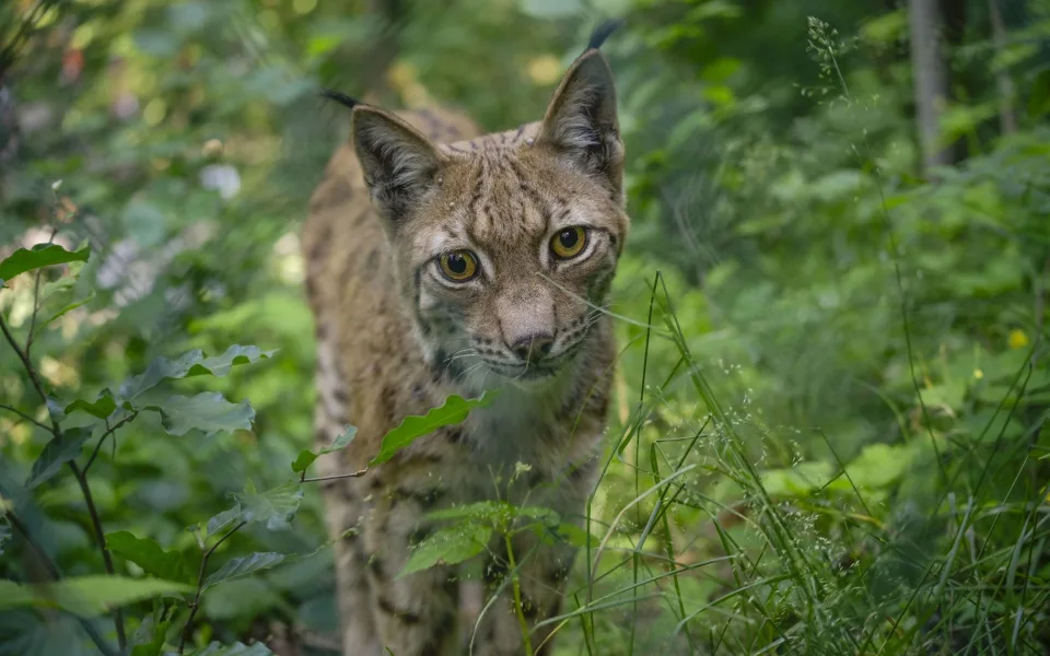 FOTO, VIDEO: Jihlavská zoo se po dvou letech vrátila k chovu rysů, pár dostala z Německa