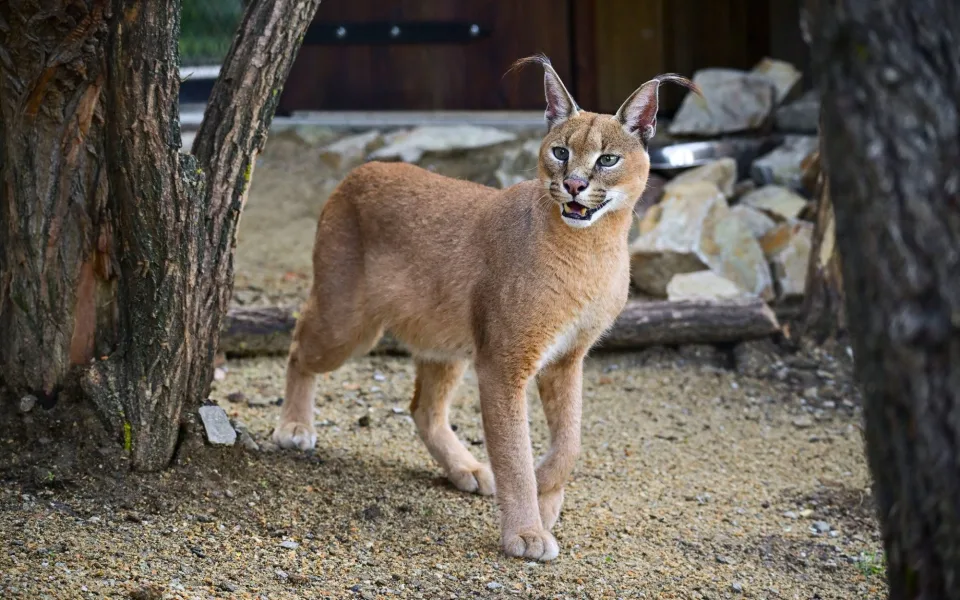 Jihlavská zoologická zahrada má nový výběh pro kočky a karakaly, budou na slunci