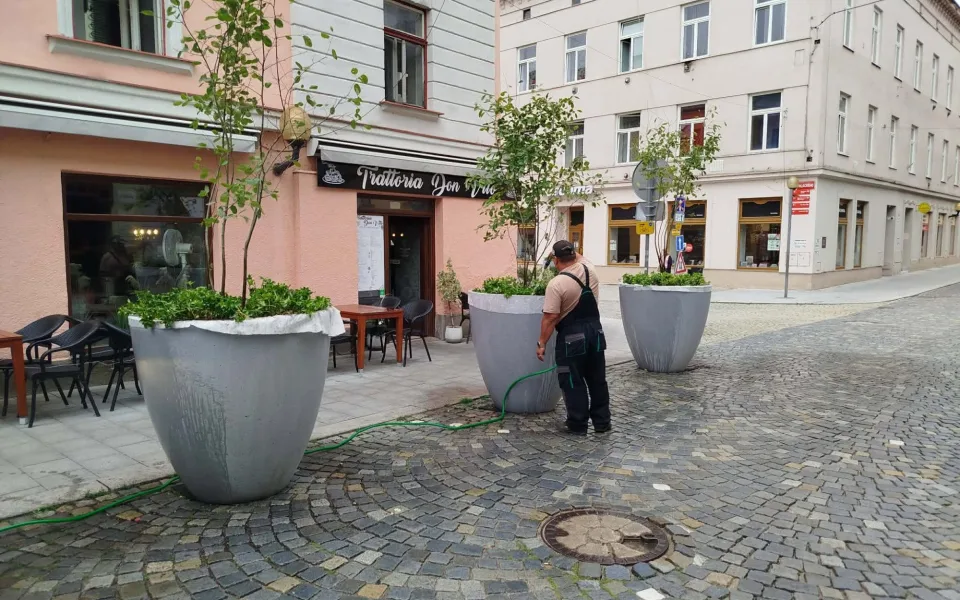 Problém s novou zelení v centru Jihlavy. Lidé vyhazují z květináčů kamenný mulč