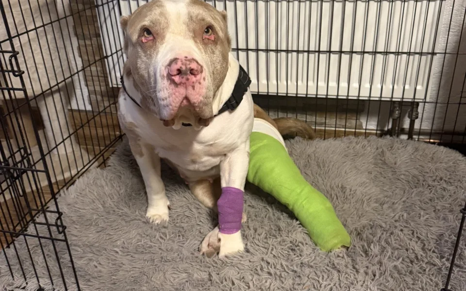 Daisy má za sebou těžkou operaci, teď jí čeká náročná a nákladná rekonvalescence