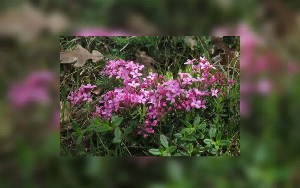 Botanici objevili na Třebíčsku neznámou populaci ohroženého lýkovce vonného